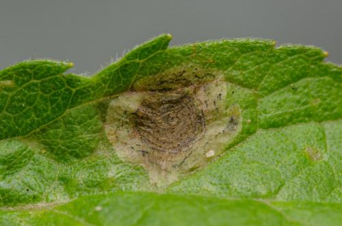 Liriomyza eupatorii